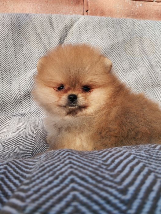 Цуценята померанський шпіц