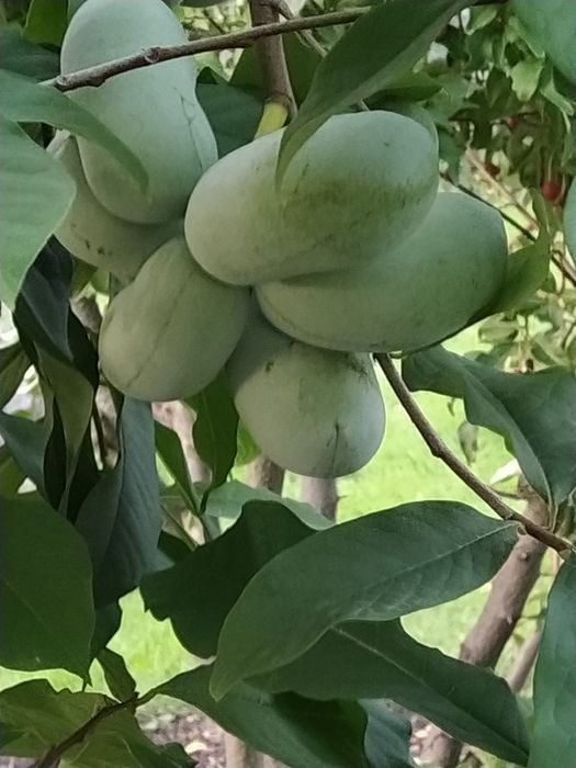 Азимина фундук інжир  маракуя актинідія