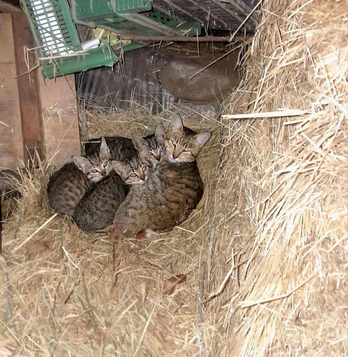 Отдам бесплатно котят