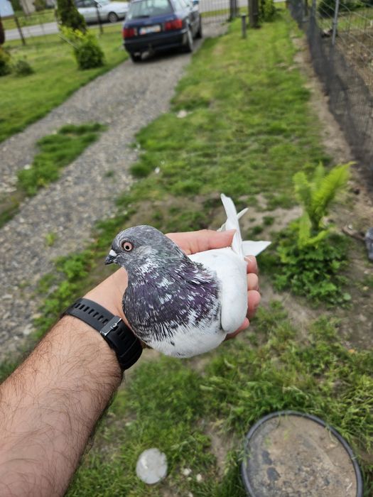 Sprzedam samca budapeszta