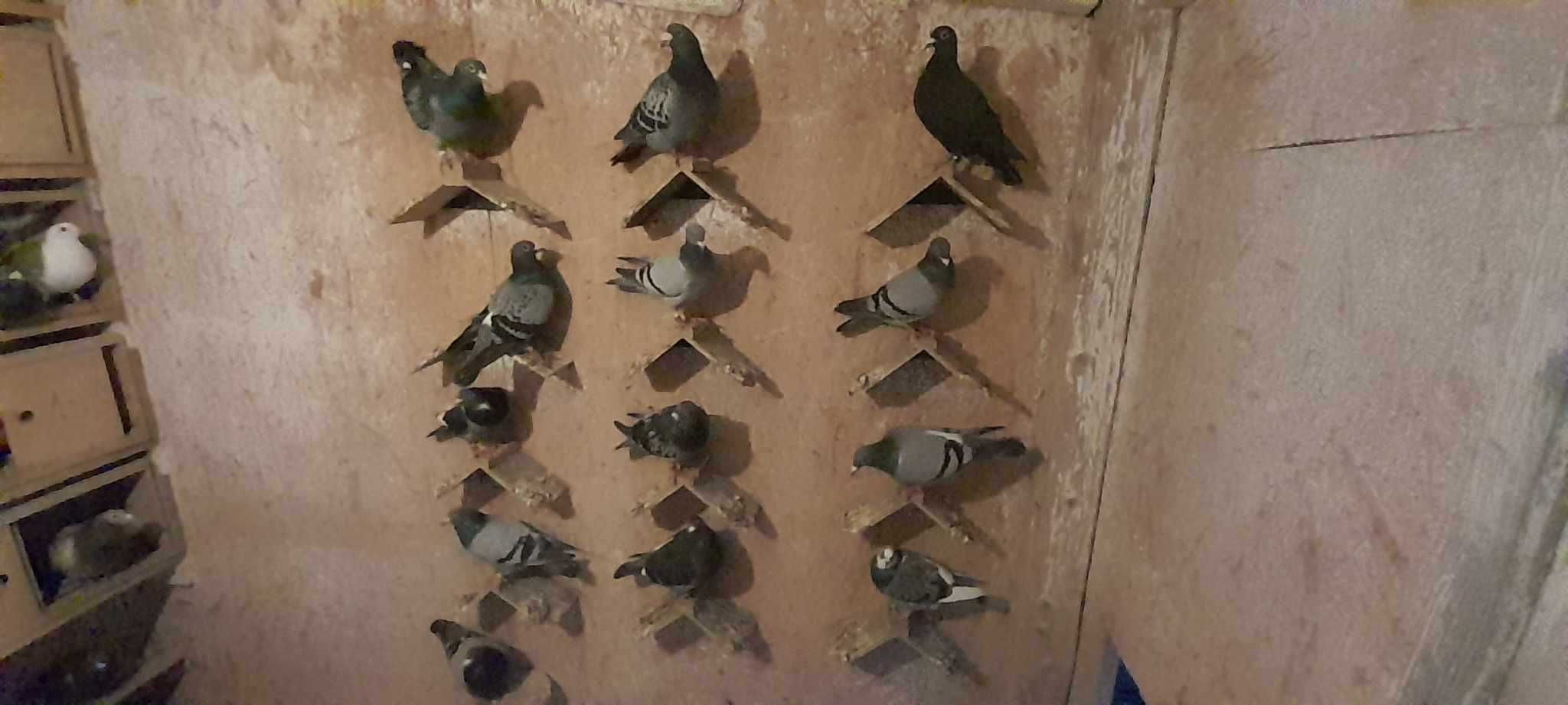 Gołębie pocztowe