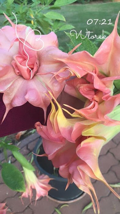 Datura zuni yelow i inne