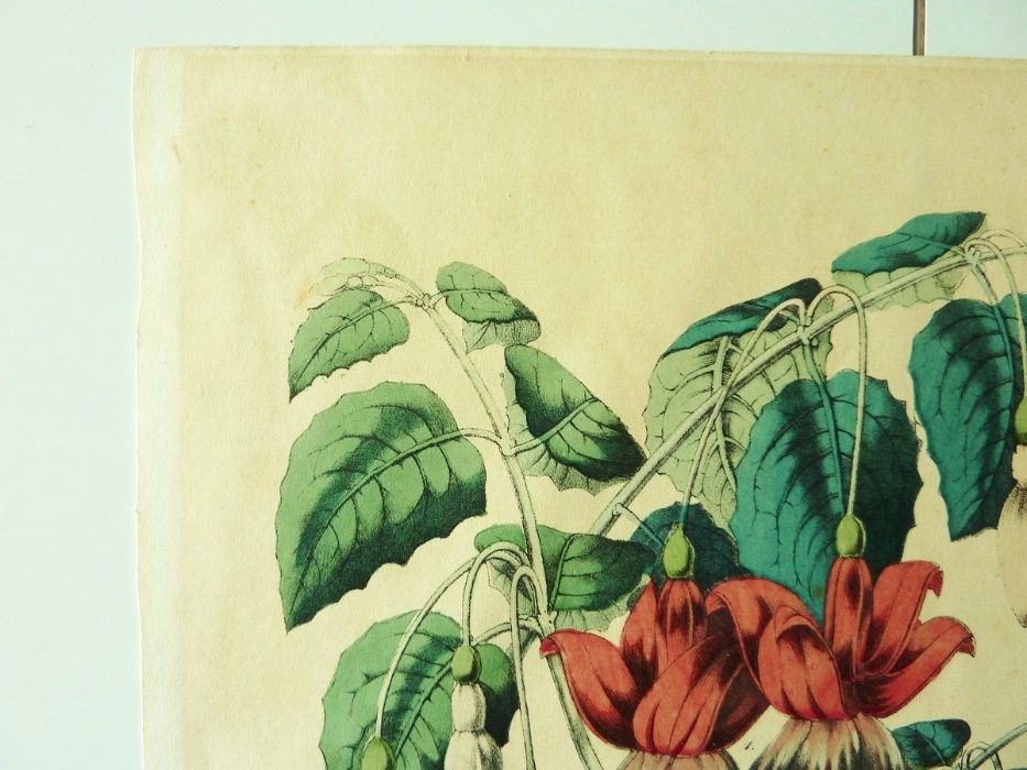 Gravura com Flores abertas 1857