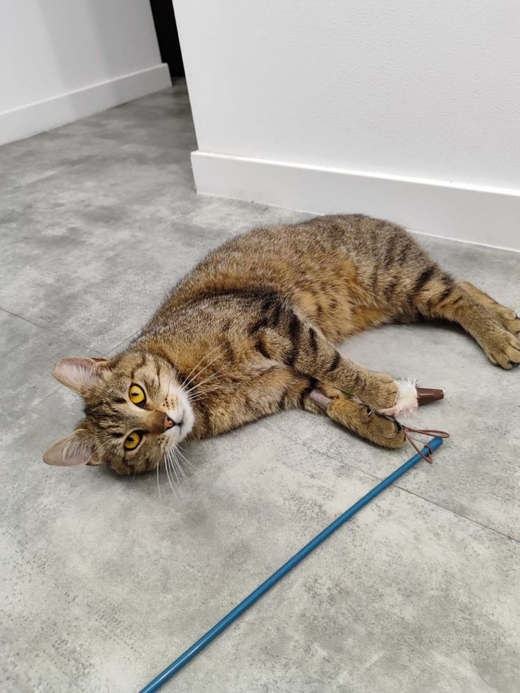 Przekochana Bianka do adopcji