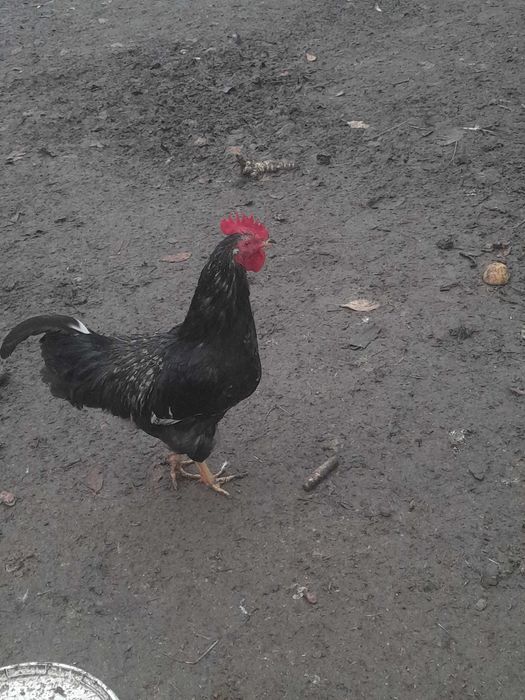 Mlode kogutki zmienia kurnik