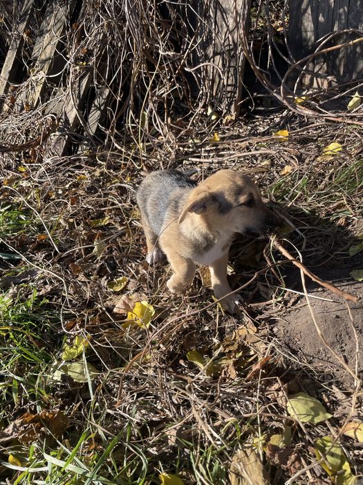 Кнопі 2 місяця. Буде маленька. Киів і область