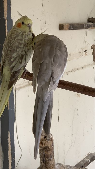 3 casais de caturras e um macho