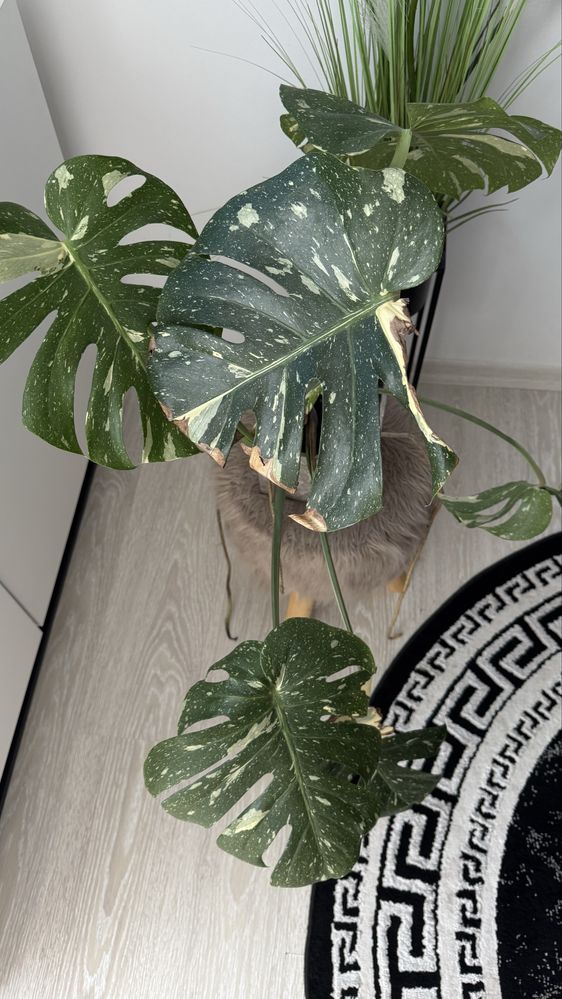 monstera dziurawa plamista