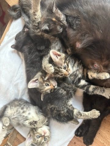 Oddam kotki 8 tygodniowe