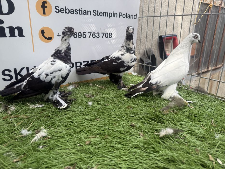 Gołębie.  Wiedyny. Wiedym. Motyle. Możliwy transport