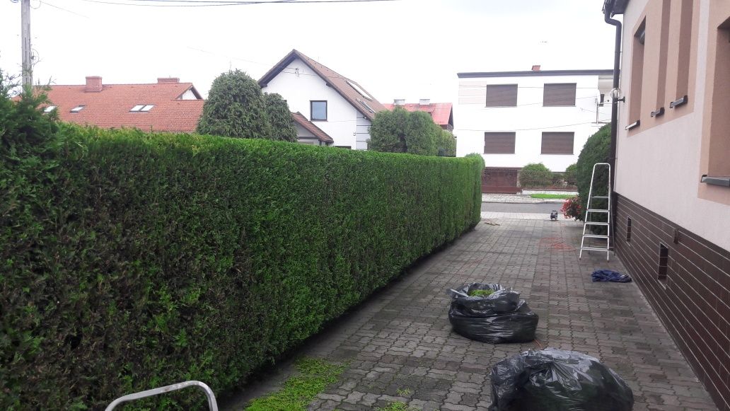 Przycinanie tujii, drzew, krzewów z wywozem odpadów pielęgnacje ogrodu