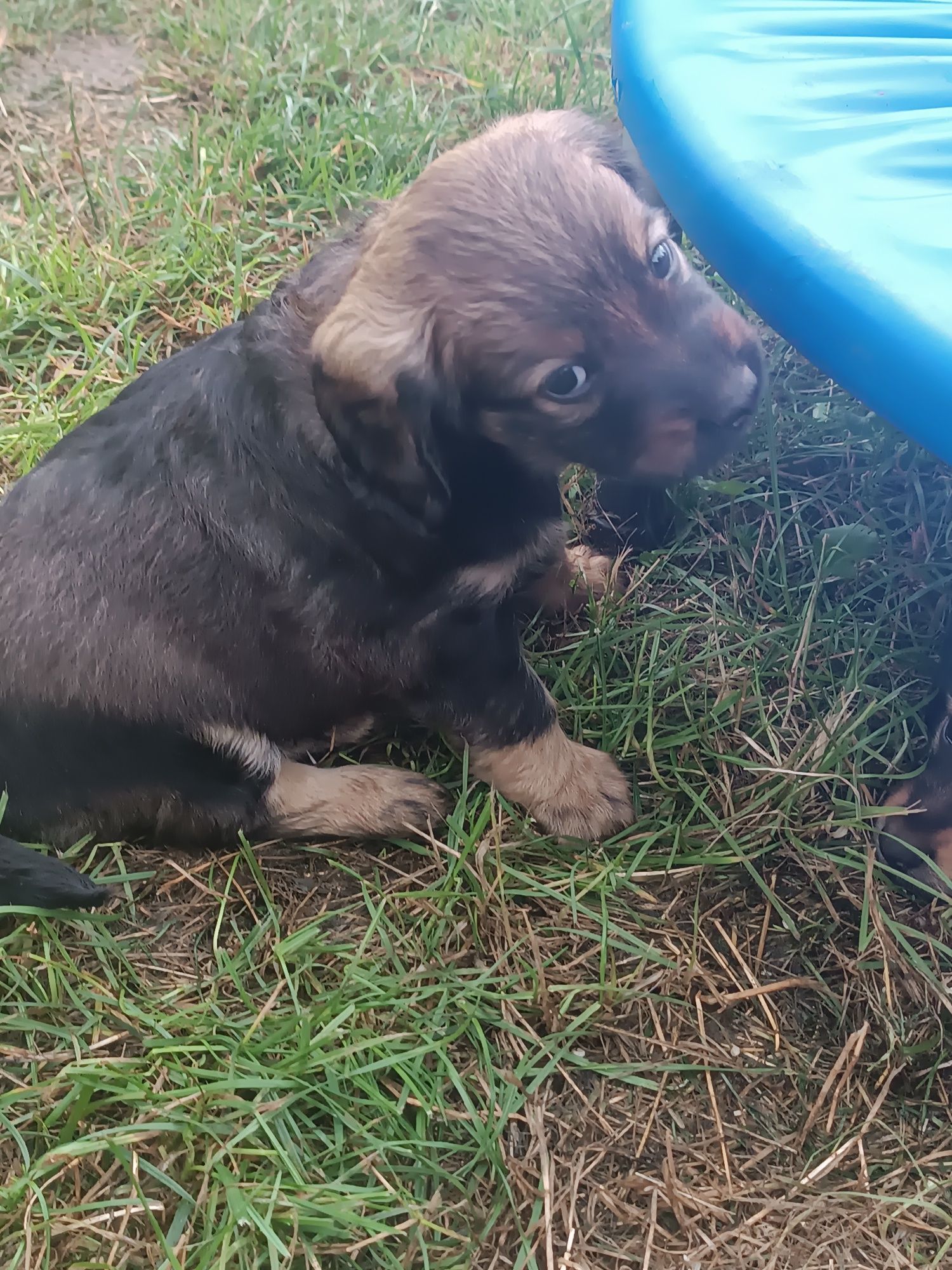 Pieski do adopcji