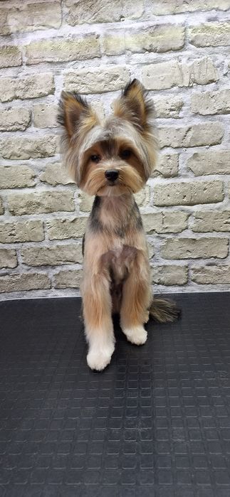 Грумінг Київ |груминг Киев : стрижка песиків