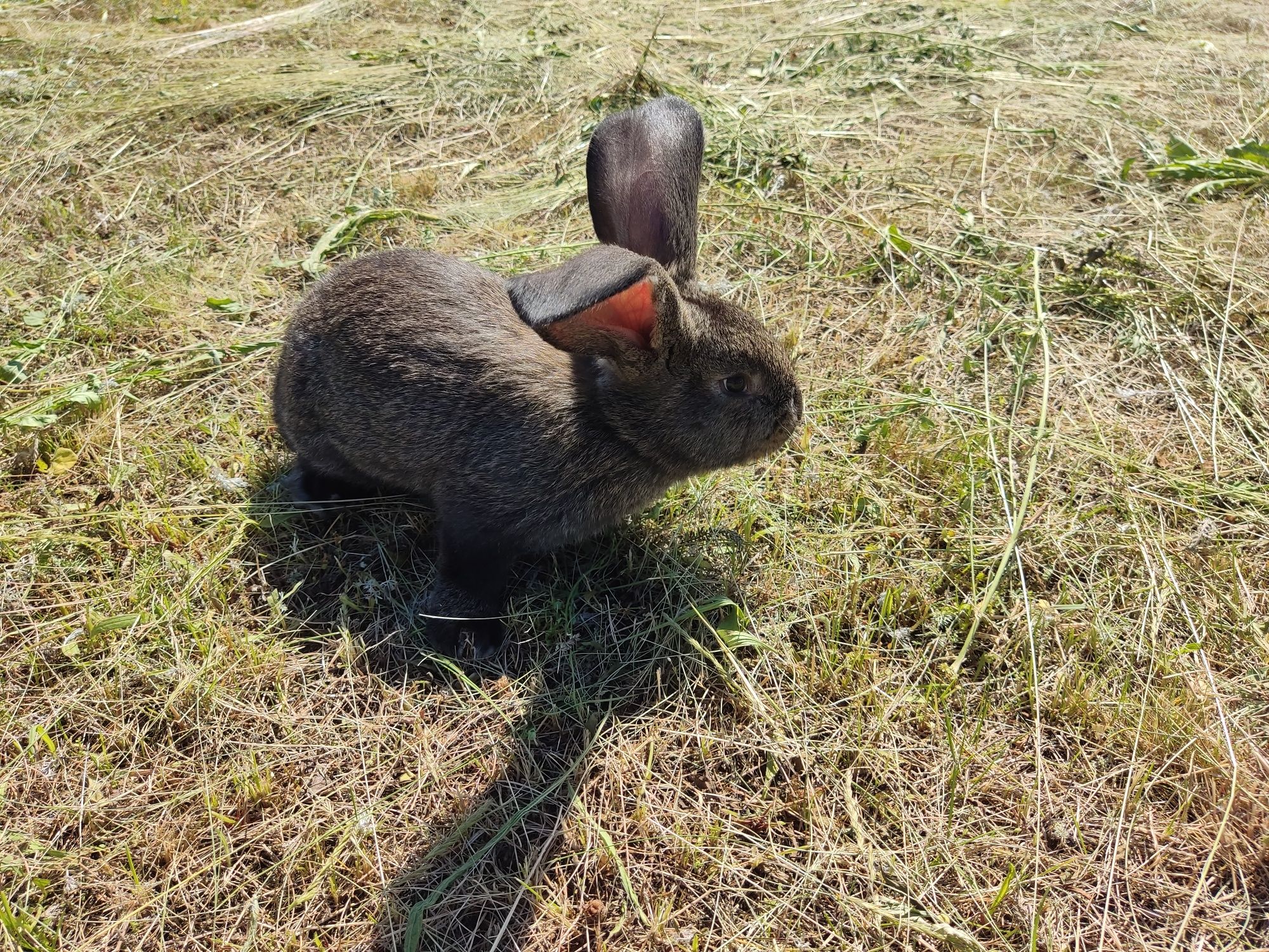 Кролик. Французький баран та інші породи
