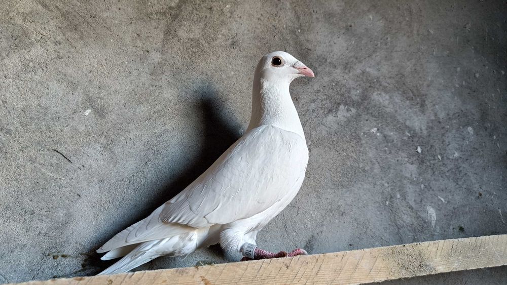 Gołębie Pocztowe! Śnieżnobiała Samica Delbar Hung/Karta Ideał