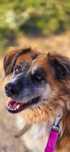 Piękna Niuśka poleca się do adopcji