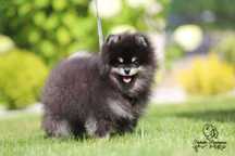 Szpic Miniaturowy Pomeranian - piesek OKAZJA !!!