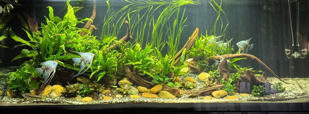 Akwarium – Serwis, Zakładanie, Czyszczenie, Pomoc, Modernizacja