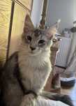 Alvin  Srebrny kocurek Maine Coon