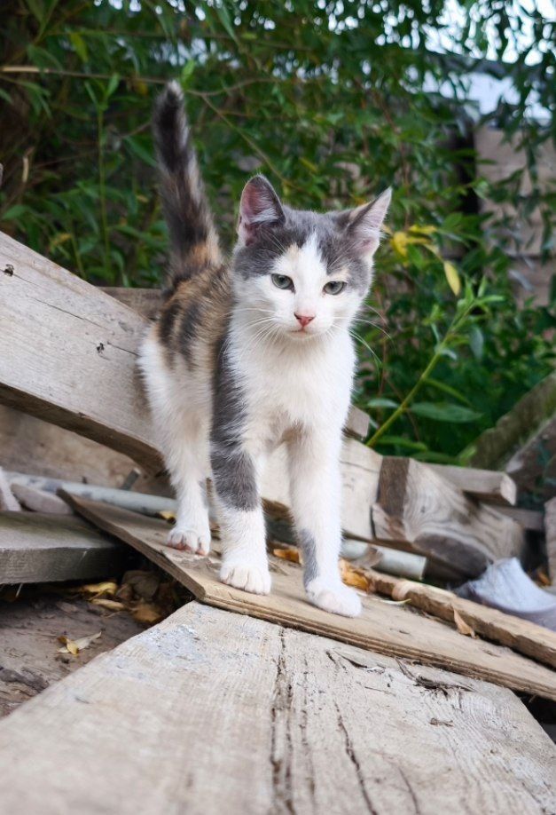 Котенята в хороші руки