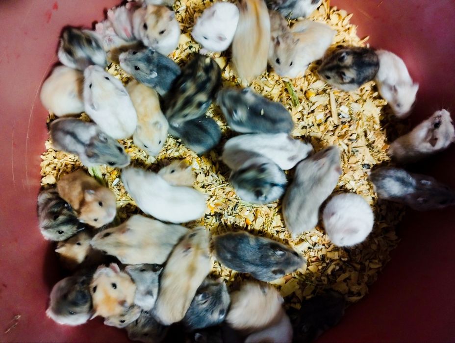 Купляй  клітку хом'як джунгарський безкоштовно