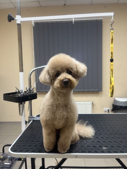 Стрижка собак. Грумінг для ваших улюбленців.