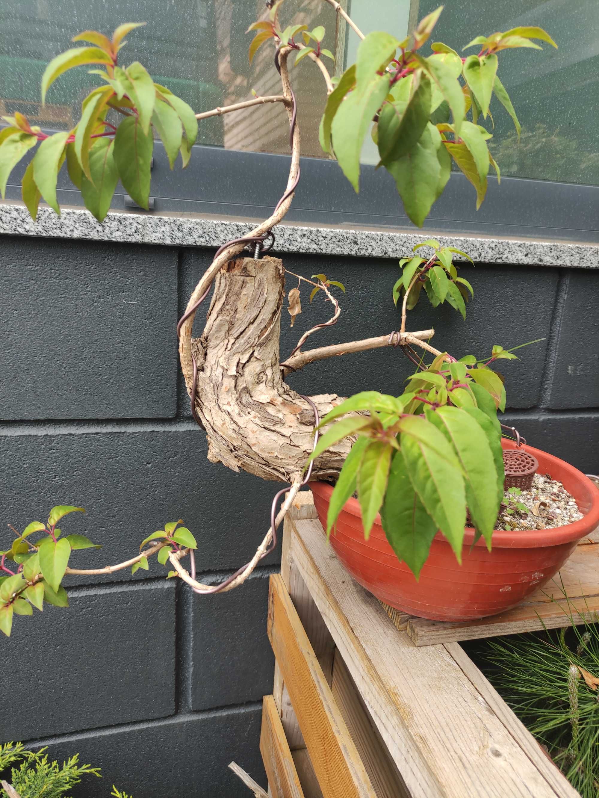 Bonsai Fushia (Brinco-de-princesa)