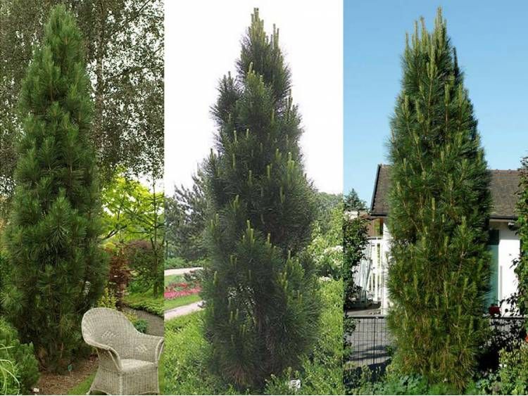 pinus nigra Molette sosna czarna Molette 40-50cm