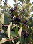 Aronia ekologiczna , ręcznie zbierana na zamówienie.