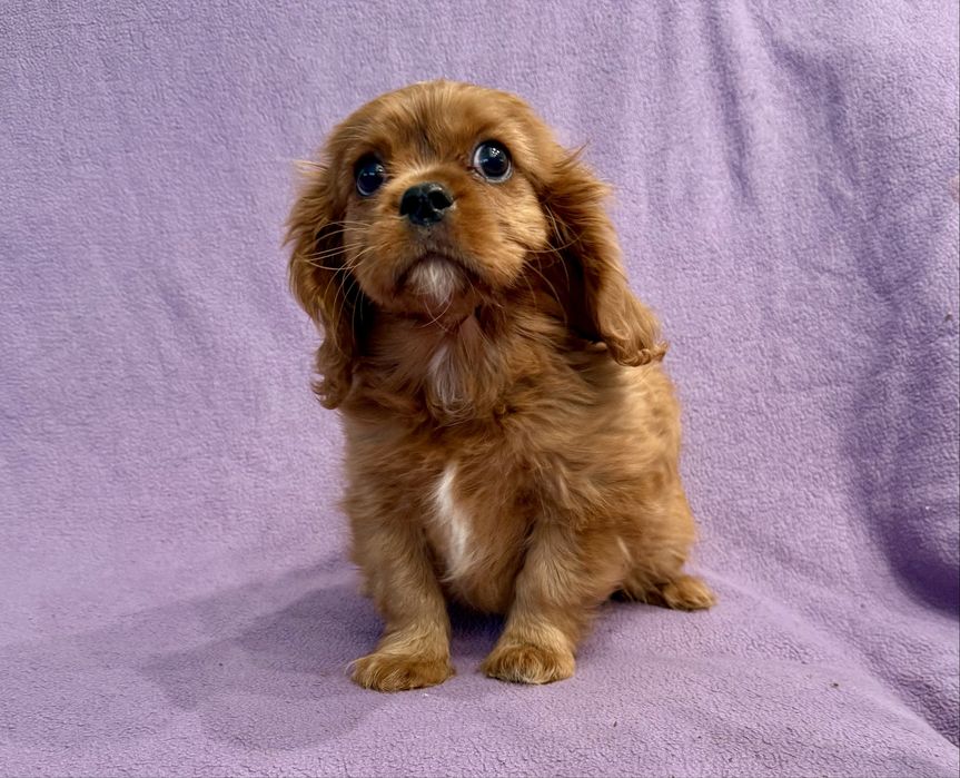 Cavalier King Charles Spaniel - piękna suczka ruby - FCI, ZKwP