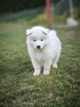 Samojed 8 tygodni