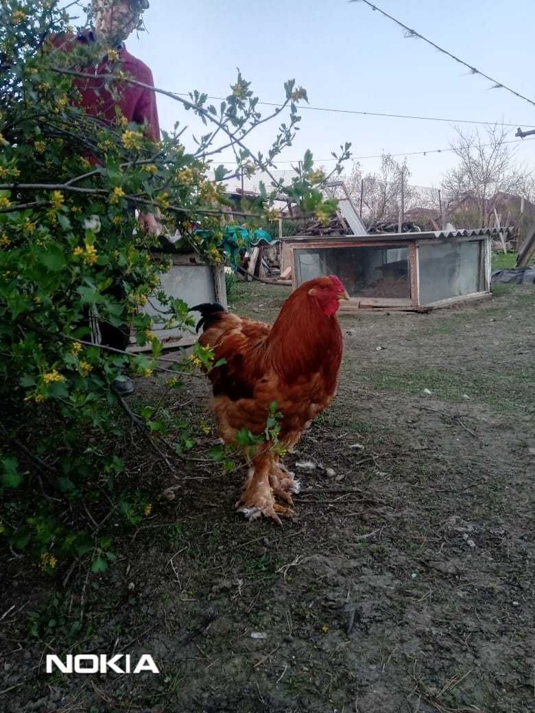 продаю  петух Брама, пари кур, цыплята, яйца на инкубацию