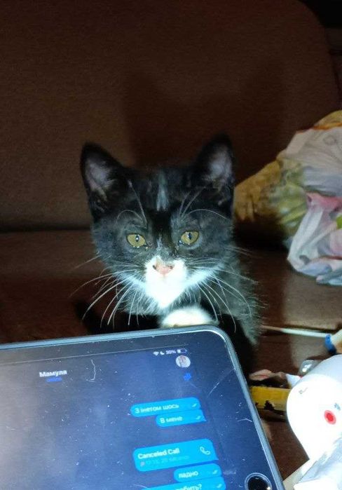 Котик Чорного Кольору З Білими Лапками