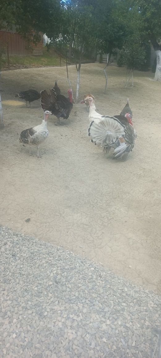 Продам домашні індики