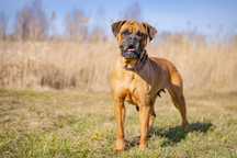 DIANA pies bokser adopcja 5 lat schronisko