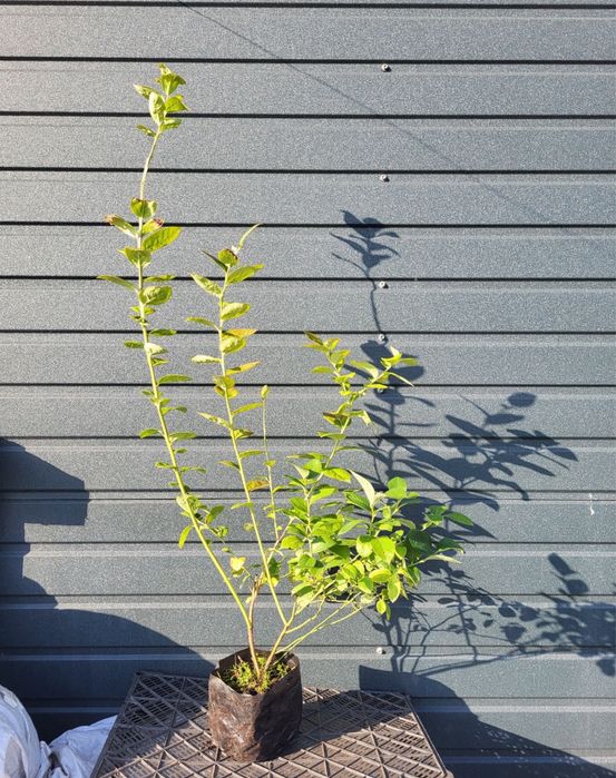 Саджанці лохини 3-річні / саженцы голубики 3-річні, в контейнері 2 л