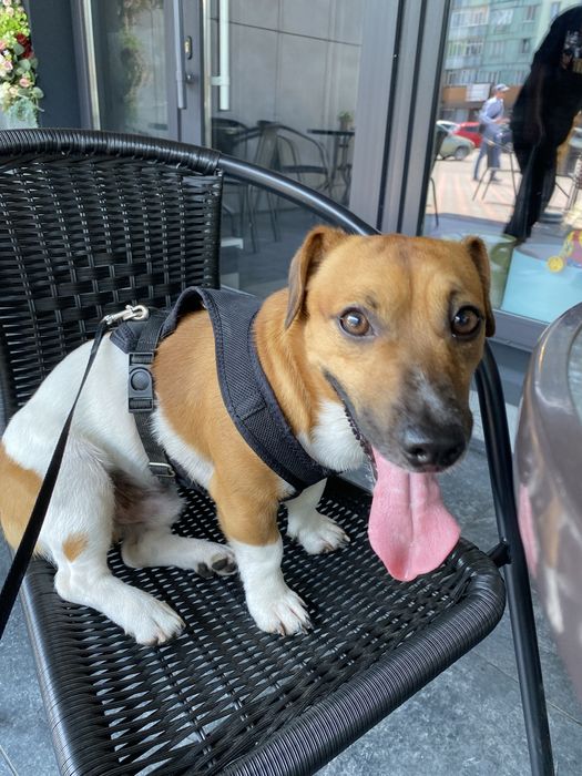 Вʼязка Джек Рассел терʼєр