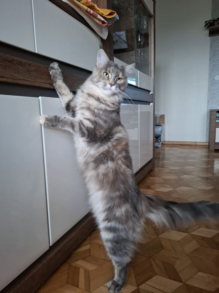 Sprzedam śliczną kotkę Maine Coon