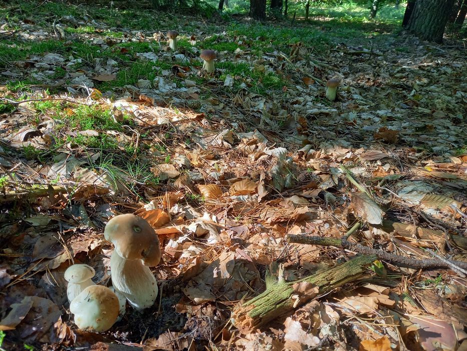 Borowiki szlachetne 5kg  1 klasa bez robaków