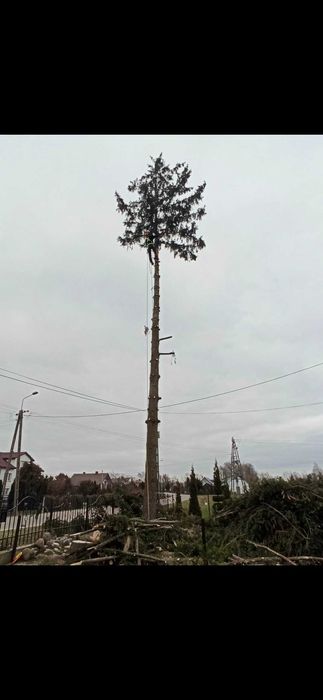 Wycinka drzew, rozdrabnianie gałęzi, metoda alpinistyczna