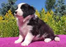 Piękna Rasowa suczka z pełną dok. - Szczeniak BORDER COLLIE z Hodowli