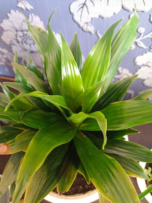 Драцена цветок..