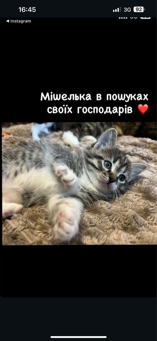 Кошеня Мішель 3,5 місяці шукає люблячу родину
