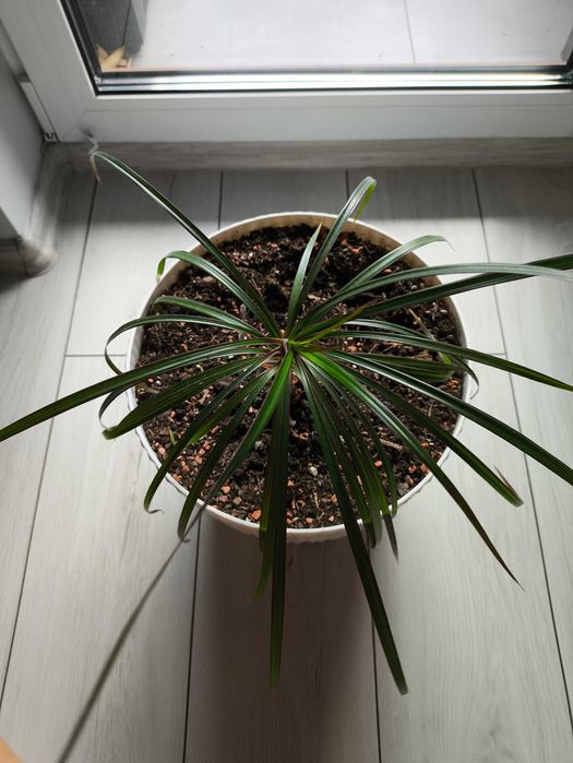 Dracena Kwiat doniczkowy