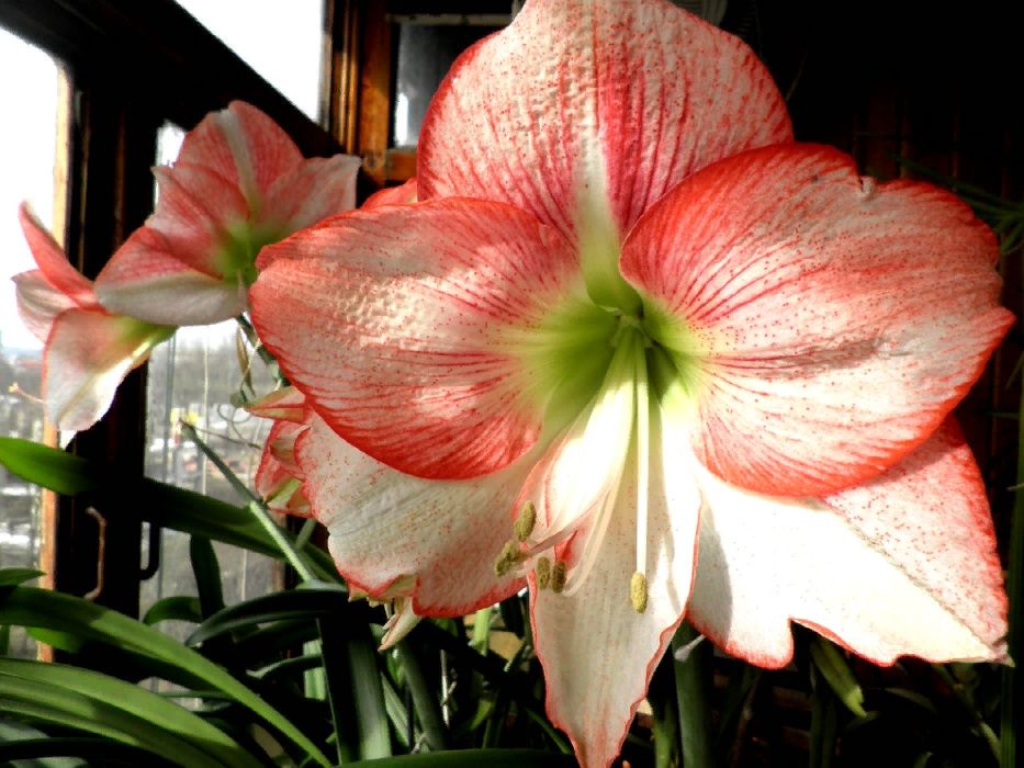 Гиппеаструм "Anna-Maria"