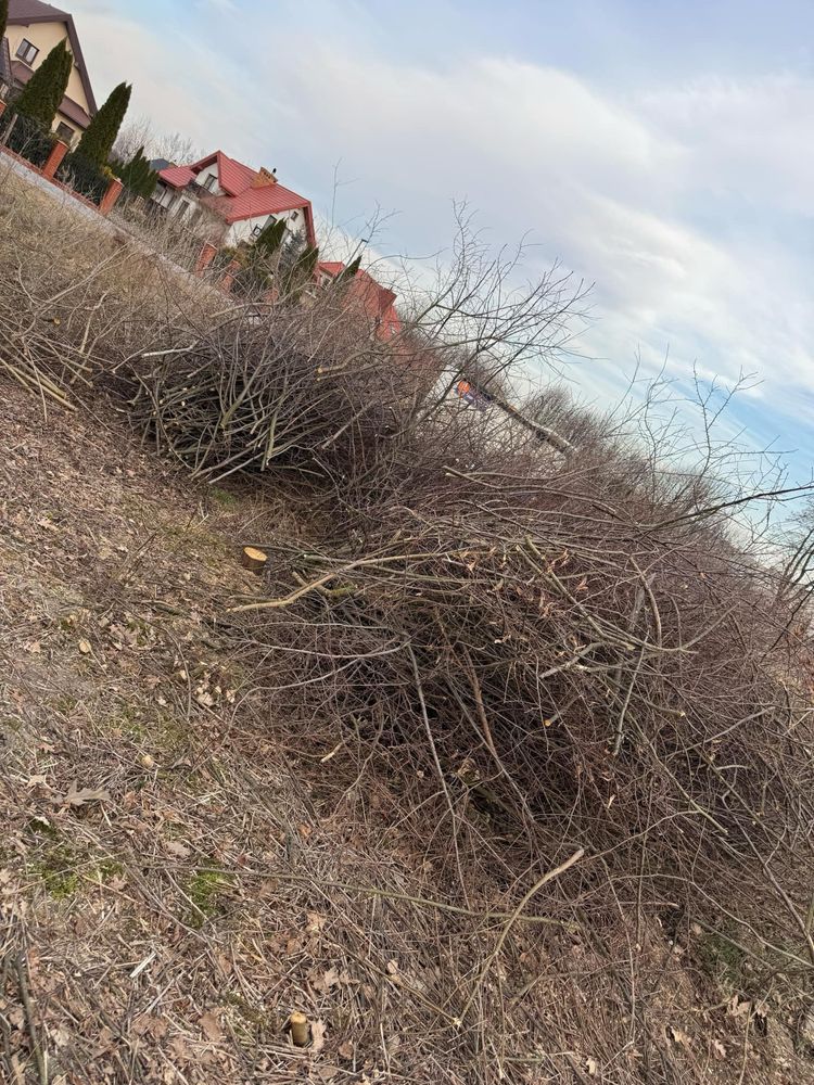 Oddam gałezie lipa dąb