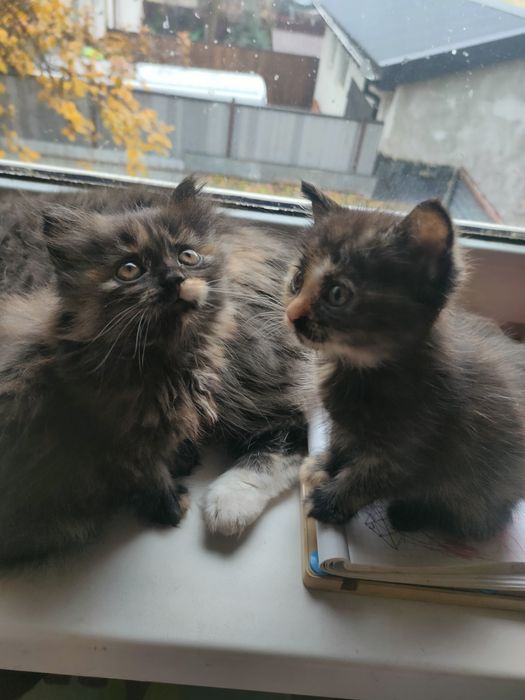 Віддам котиків оброблені