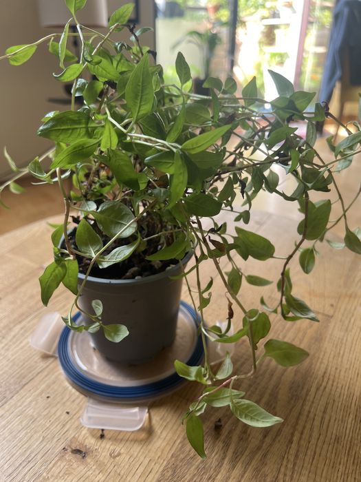 Kolendra wietnamska - Persicaria odorata -duza sadzonka