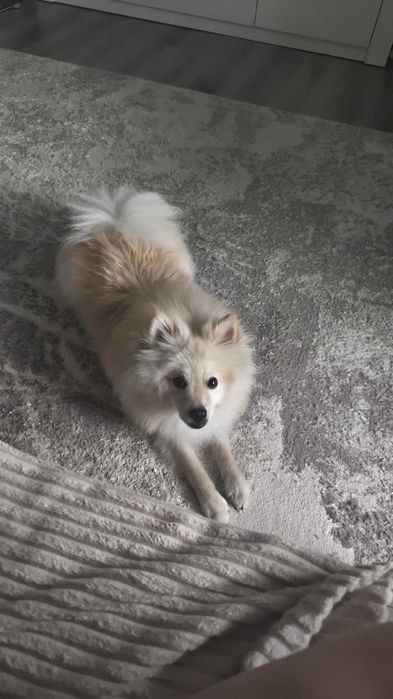 Шпіц віддаємо один рік