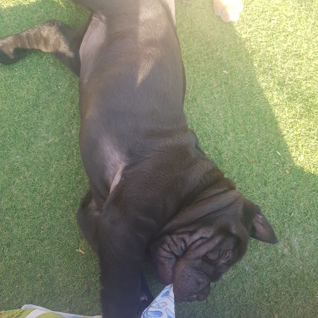 Última princesa sharpei